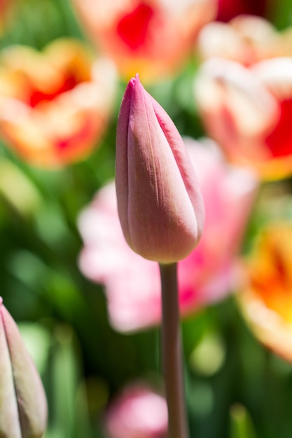 Excepcional flor de tulipanes de colores en el jardín de primavera