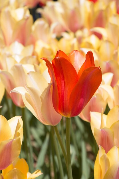 Excepcional flor de tulipanes de colores en el jardín de primavera