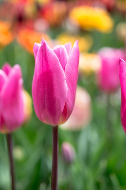 Excepcional flor de tulipanes de colores en el jardín de primavera