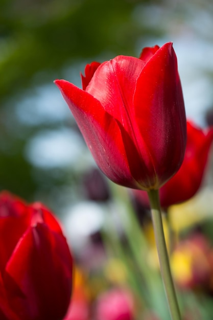 Excepcional flor de tulipanes de colores en el jardín de primavera