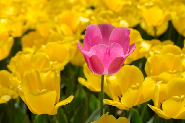 Excepcional flor de tulipanes de colores en el jardín de primavera