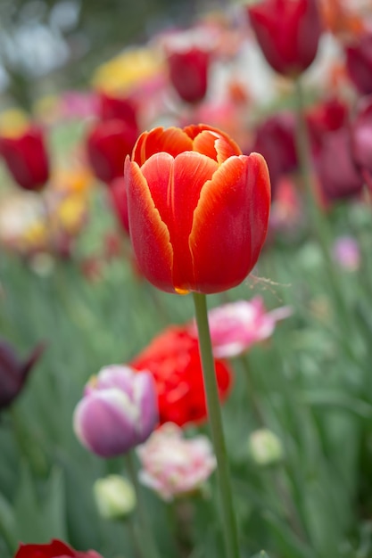 Excepcional flor de tulipanes de colores en el jardín de primavera