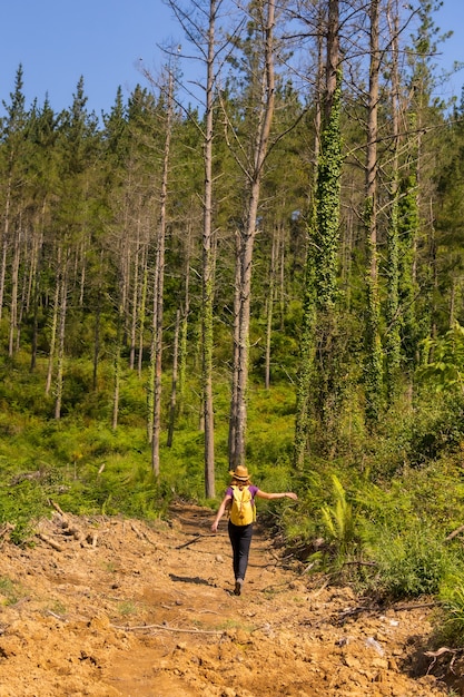 Un excursionista aventurero caminando por un sendero junto a unos pinos