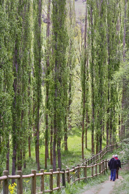 Excursionistas paseando entre álamos gigantes en un camino cerca de Sepúlveda