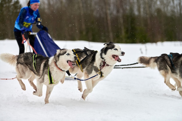 Executando o cão Husky em corridas de cães de trenó. Competição de equipes de trenó de esporte de cachorro de inverno. Cão husky siberiano com arnês puxador de esqui ou trenó com musher. Corrida ativa em estrada de cross country com neve