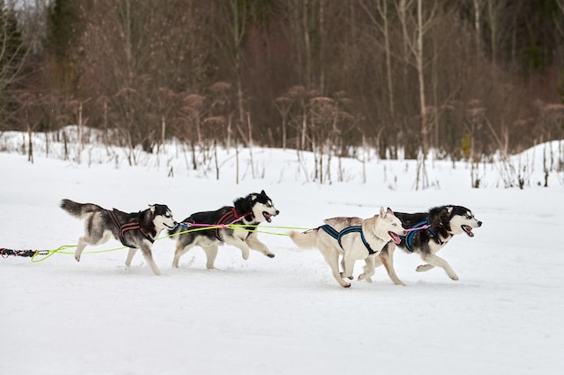 Executando o cão Husky em corridas de cães de trenó. Competição de trenós esportivos de cães de inverno