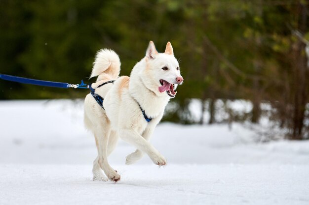 Executando o cão husky em corridas de cães de trenó. competição de trenós esportivos de cães de inverno