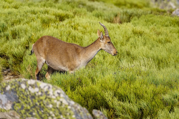 Exemplar der hispanischen Bergziege auf einer Wiese mit grünen Pflanzen im Hochgebirge Spaniens