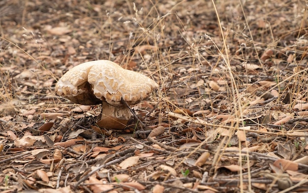 Foto exemplar von boletus edulis auf einem blattgrund auf der wiese