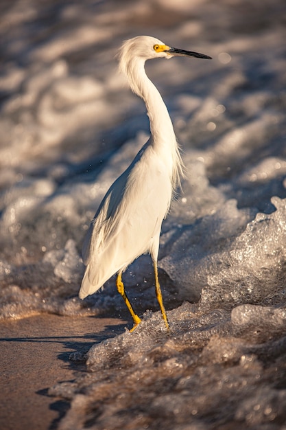 Exemplar von Bubulcus Ibis nahe der Küste an einem Strand in der Dominikanischen Republik