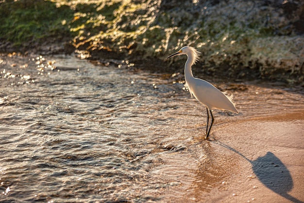 Exemplar von Bubulcus Ibis nahe der Küste an einem Strand in der Dominikanischen Republik