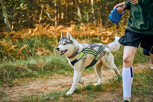 Exercícios de canicross, cão Husky Siberiano correndo com crianças participando da corrida de canicross ao ar livre, estilo de vida saudável e conceito de corrida familiar