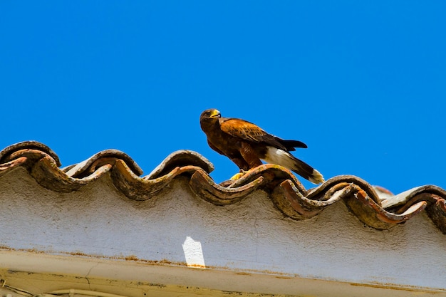 exhibición de aves rapaces, águila real