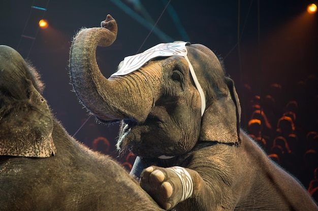 Exhibición de elefantes en el circo.