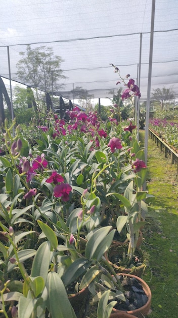 Exhibición floral cautivadora en el Santuario de Orquídeas Diversos jardines de orquídeas deleitan a las cautivadoras especies florales