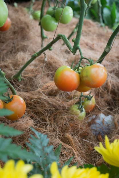 Exhibición de la planta de tomates naturales en festival de comida