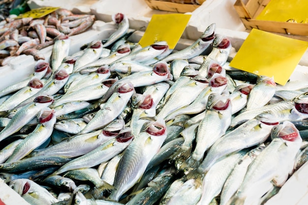 Exibição de peixe fresco na loja local turca frutos do mar armazenados diretamente no gelo no mercado de peixe mais central da cidade em istambul