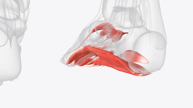 Foto existem dois músculos intrínsecos localizados dentro do dorso do pé, o extensor digitorum brevis e o extensor hallucis brevis.