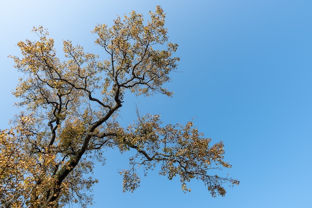 Existem muitas árvores de aparência estranha na natureza