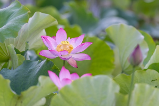 Existem muitas flores de lótus rosa no lago de lótus