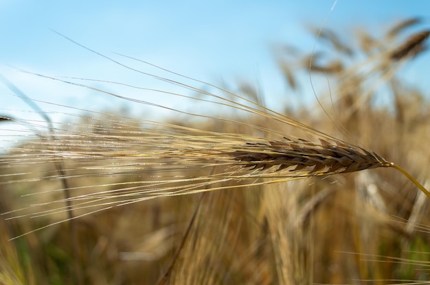 Las existencias mundiales de trigo se están agotando