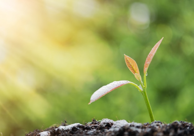 Éxito en los negocios, regando las plantas jóvenes recién nacidas que crecen fuera del suelo a la luz del sol