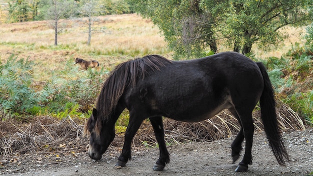 Exmoor Pony im Ashdown Forest im Herbst