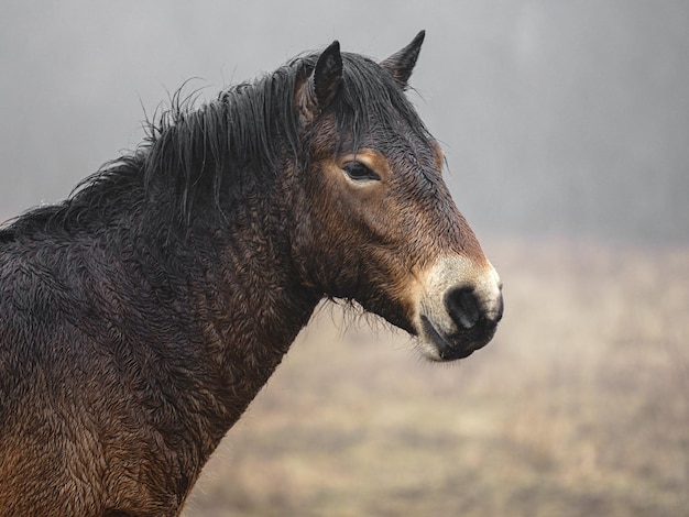 Exmoor-Pony