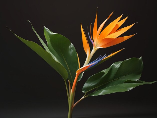 Foto exótica elegância isolada strelitzia a ave do paraíso flor em detalhes impressionantes