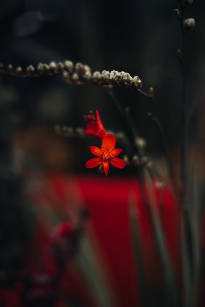 Exótica flor roja fresca que crece en el jardín. Fondo floral natural y orgánico