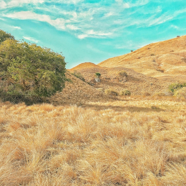 Foto la exótica sabana salvaje en sumba