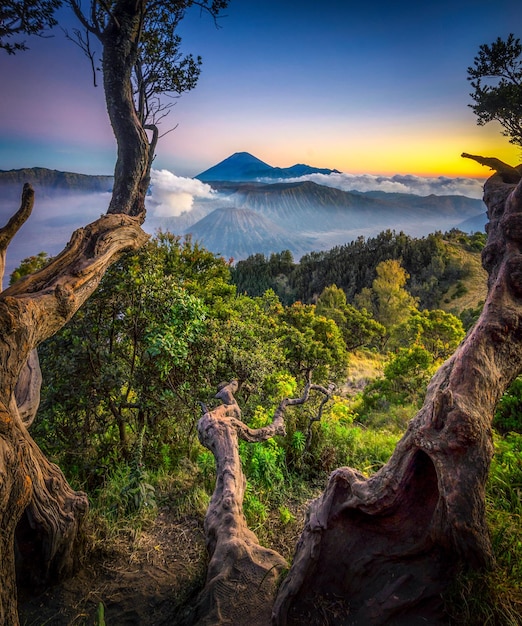 Foto exótico de bromo