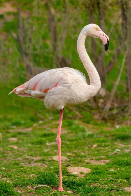 Exótico hermoso pájaro flamenco Mundo de aves silvestres