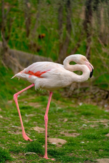 Exótico hermoso pájaro flamenco Mundo de aves silvestres