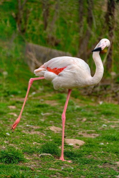 Exótico lindo pássaro flamingo Mundo de pássaros selvagens