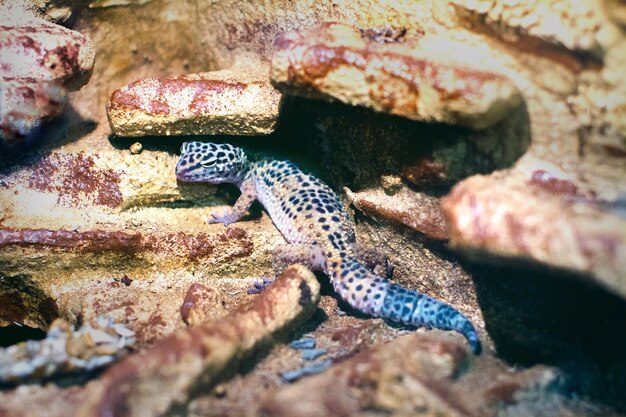 Exótico reptil eublepharis animal visto en las rocas