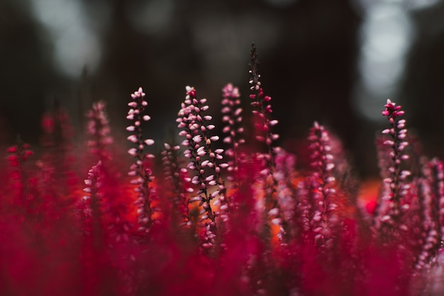 Exóticos capullos de flores florecientes frescas brillantes púrpuras que crecen en la naturaleza Fondo orgánico natural floral