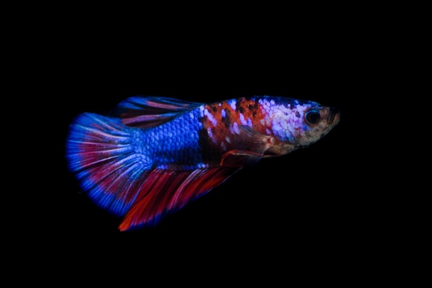 Exotische ausgefallene Nemo-Betta-Fische isoliert auf schwarzem Hintergrund