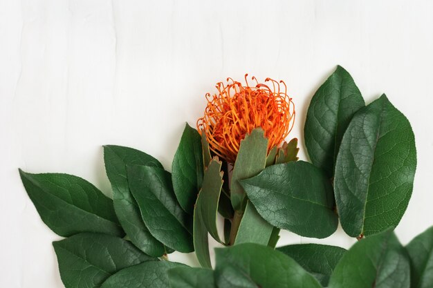 Exotische Blume Leukospermum