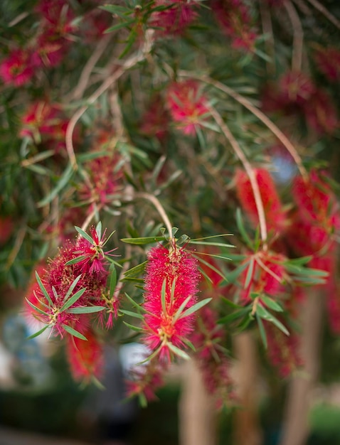 Exotische Blumen mit Bienen