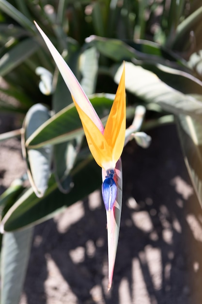 Exotische Blumenpflanze von Strelitzia in voller Blüte