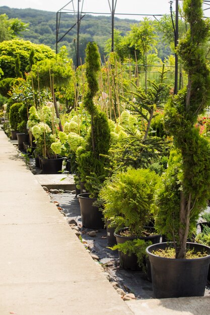 Exotische Ecke im botanischen Garten Immergrüne Pflanzen und Bäume mit Etiketten, um Namen und Typ herauszufinden Blühende Glyzinien im Hintergrund