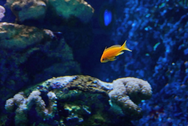 Exotische Fische in einem Aquarium am Roten Meer, die zwischen Korallen schwimmen.