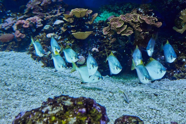 Exotische Fische in einem Aquarium am Roten Meer, schwimmend zwischen Korallen