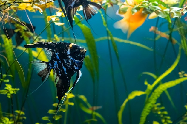 Exotische Fische scalaria marmoriert schwimmen in ihrem Aquarium