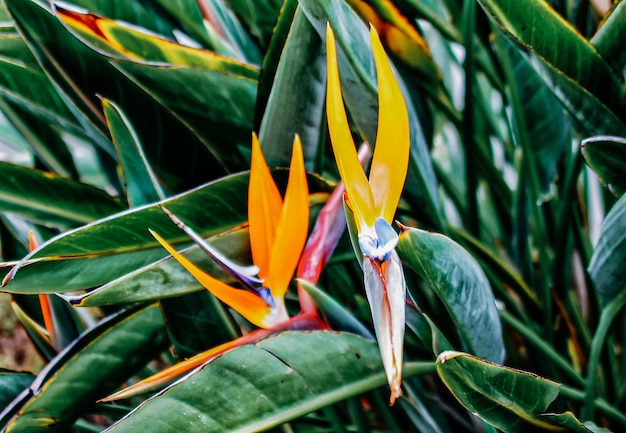 Exotische gelbe Blume aus Neukaledonien