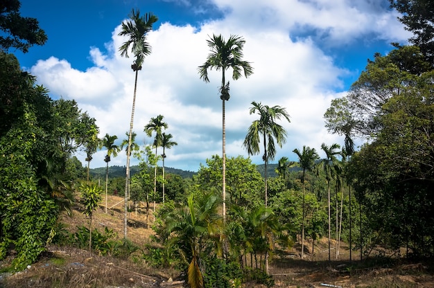 Exotische hohe Bäume in den tropischen Regenwaldbergen im Hintergrund