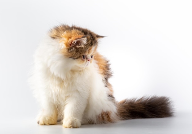 exotische Katze auf weißem Hintergrund