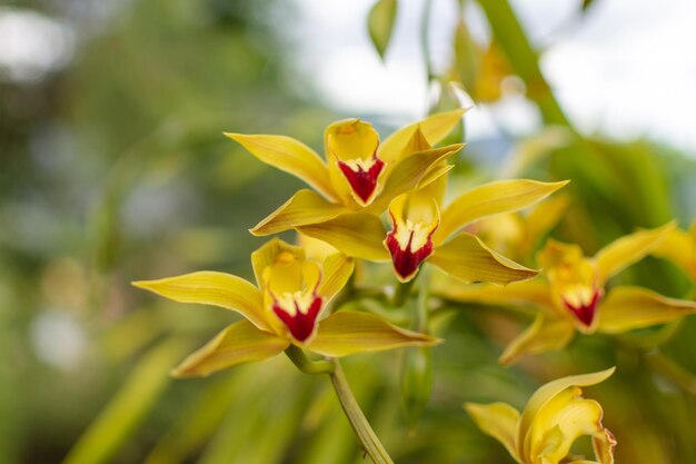 Exotische kolumbianische Orchidee mit grün-weißen und roten Blättern Geringe Schärfentiefe