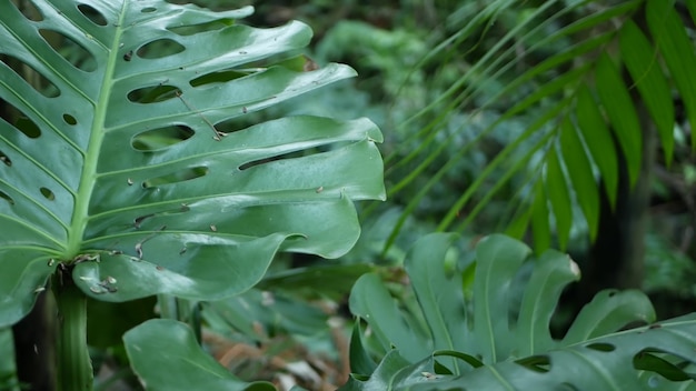 Exotische Monstera-Dschungel-Regenwald-Tropenblätter, Amazonas-Wald. Dunkles Grün, üppiges Laub.